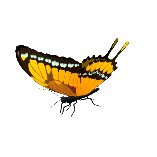 Butterfly_Animated_6_v2