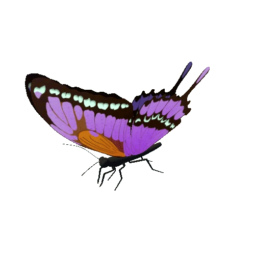 Butterfly_Animated_6_v4