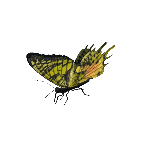 Butterfly_Animated_8_v2