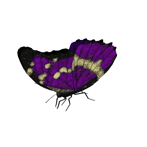 Butterfly_Animated_9_v2