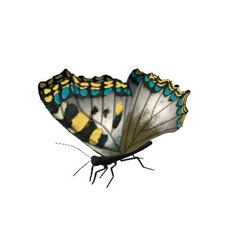 Butterfly_Animated_A_v1