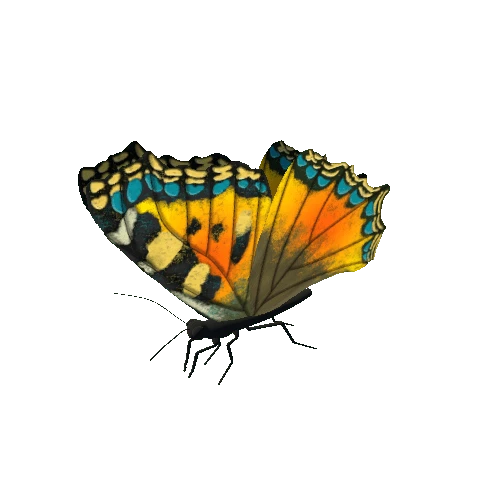 Butterfly_Animated_A_v3