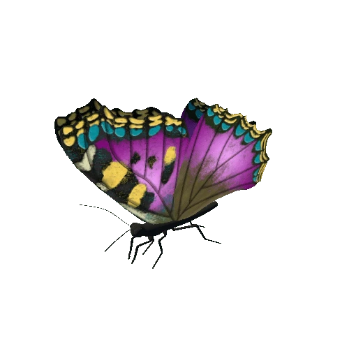 Butterfly_Animated_A_v4