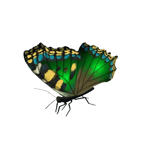 Butterfly_Animated_A_v5