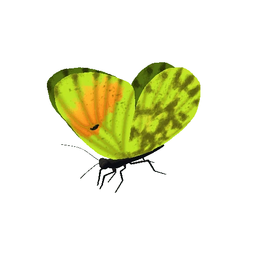 Butterfly_Animated_B_v2