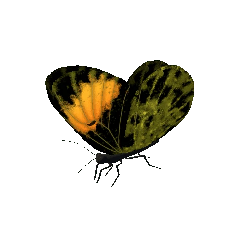 Butterfly_Animated_B_v3