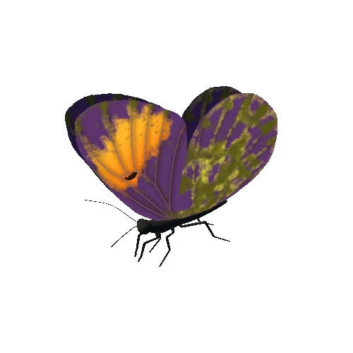 Butterfly_Animated_B_v4