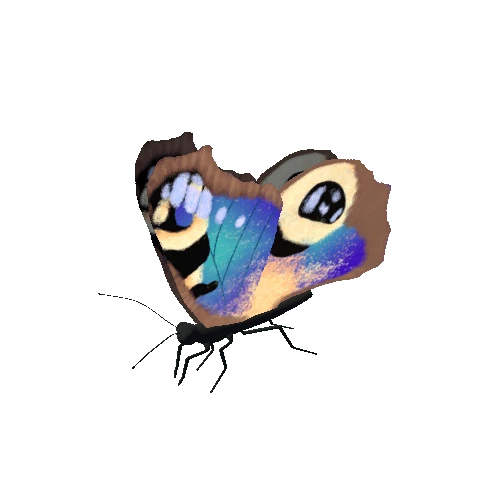 Butterfly_Animated_C_v2