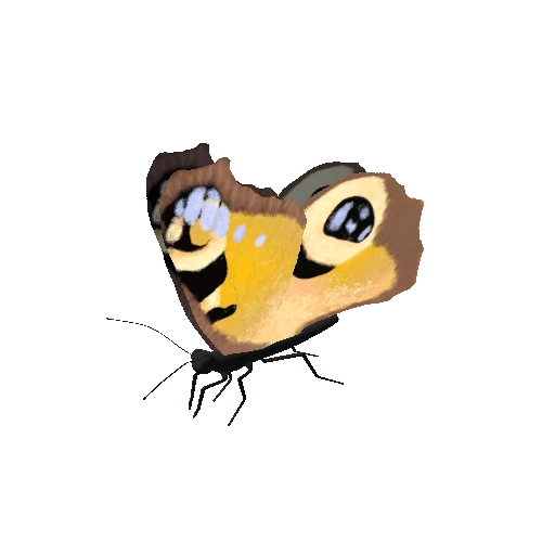 Butterfly_Animated_C_v3