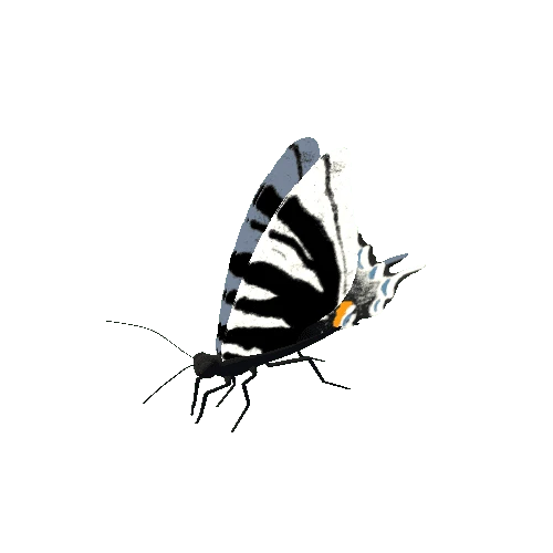 Butterfly_Animated_D_v1