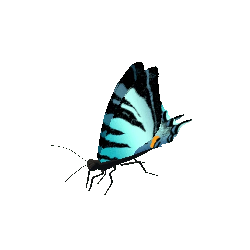 Butterfly_Animated_D_v2