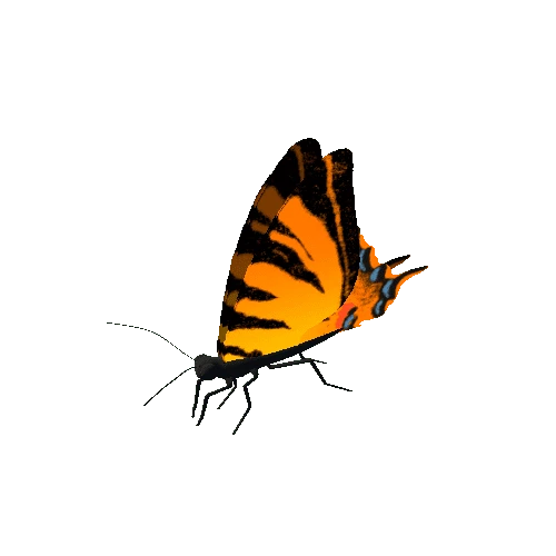 Butterfly_Animated_D_v4