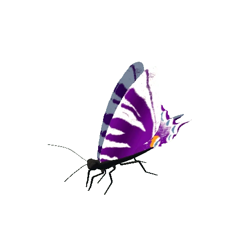 Butterfly_Animated_D_v5