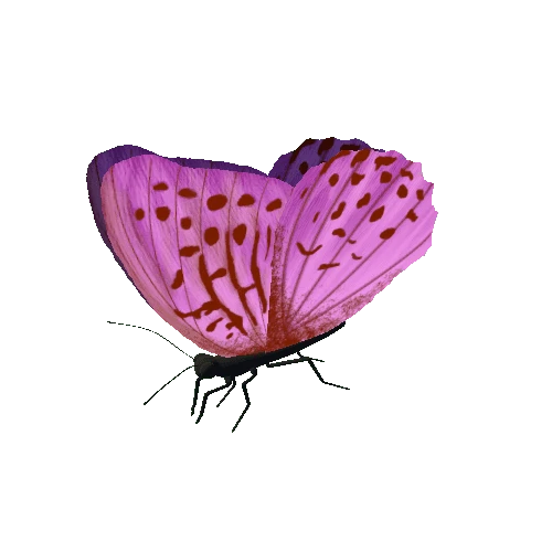 Butterfly_Animated_E_v3