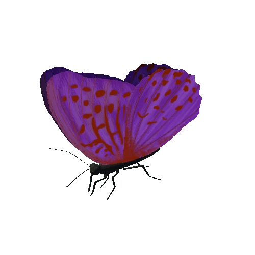 Butterfly_Animated_E_v5