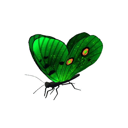 Butterfly_Animated_F_v4