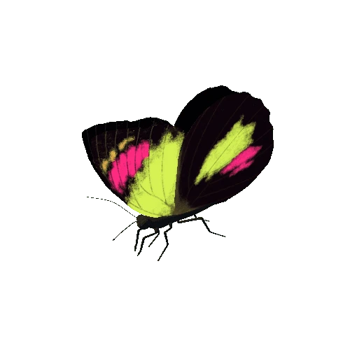 Butterfly_Animated_G_v2