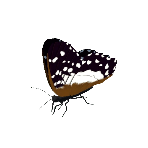 Butterfly_Animated_H_v1