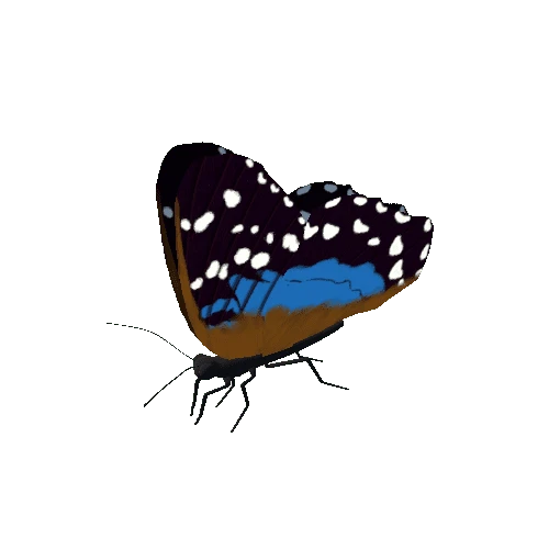 Butterfly_Animated_H_v2