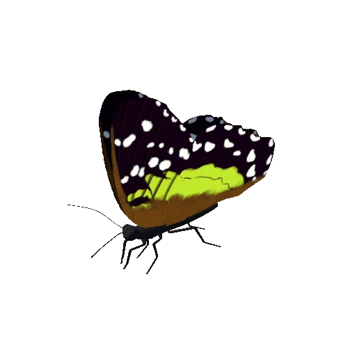 Butterfly_Animated_H_v3