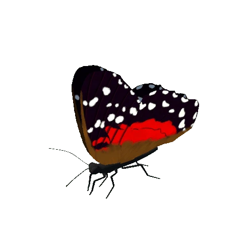 Butterfly_Animated_H_v4