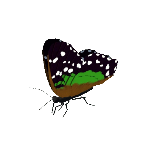 Butterfly_Animated_H_v5