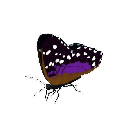 Butterfly_Animated_H_v6