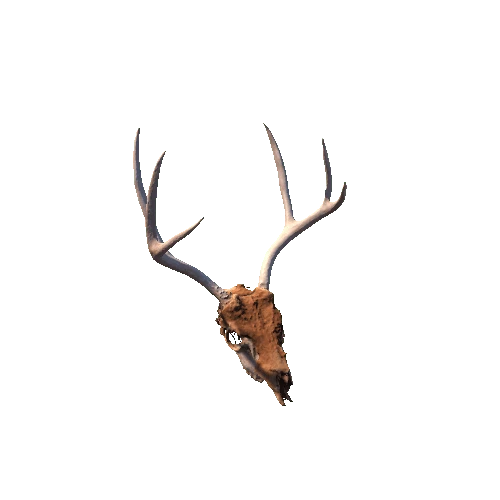 Deer_Skull_01