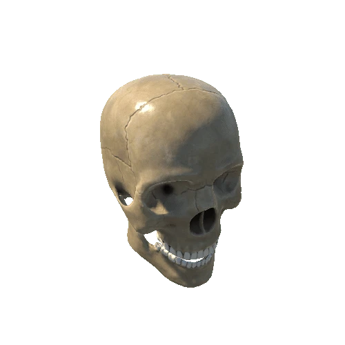 Skull_LOD_0