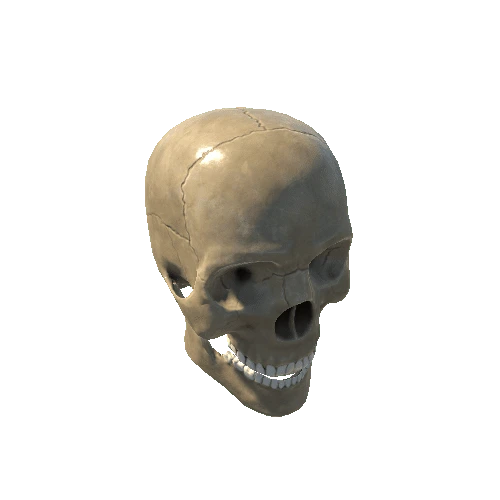 Skull_LOD_1