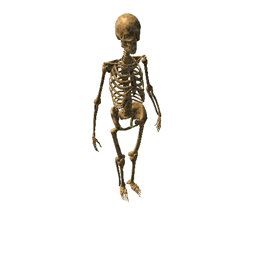 Skeleton_Rigged_LODG_OldBone