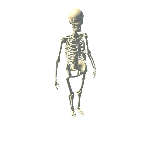 Skeleton_Rigged_LODG_WhiteBone