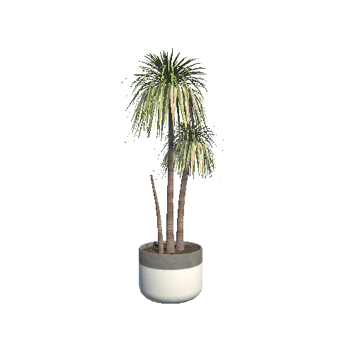 Plant_Dracaena_Standard