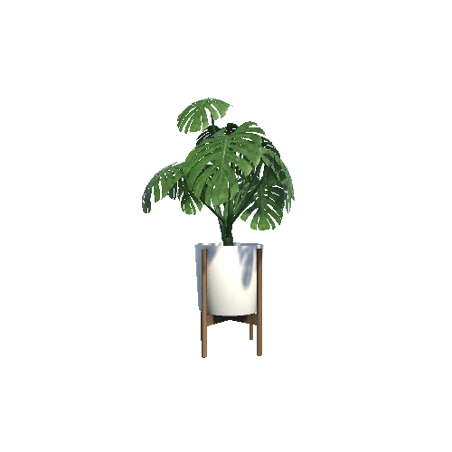 Plant_Philodendron_Standard