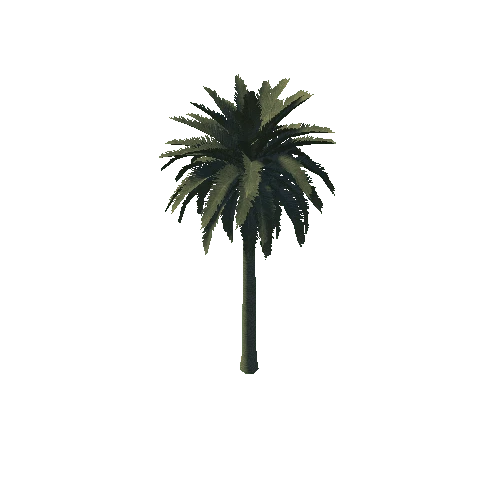 palm3