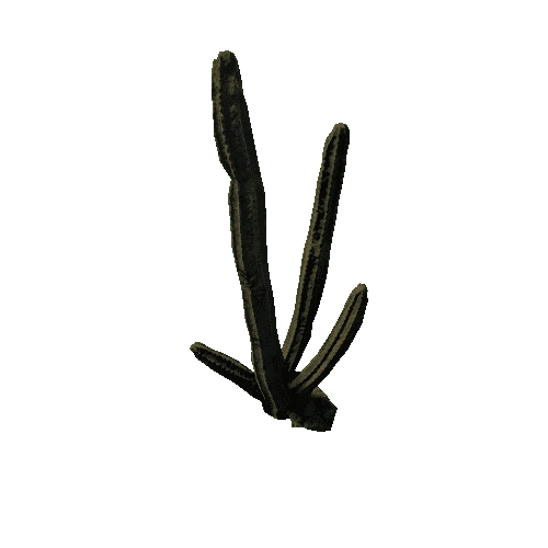 Cactus_C