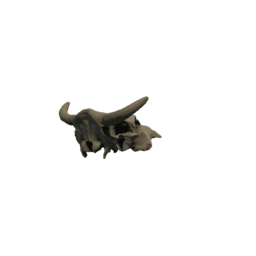 CowSkull