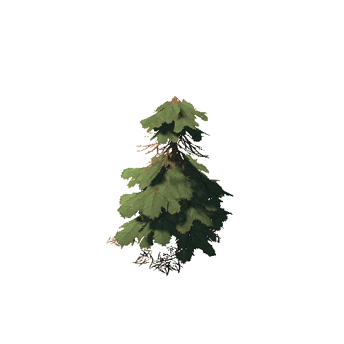 Pine002_03