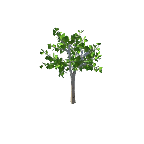 Tree3_BirchYoung