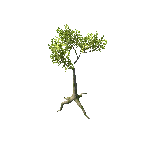 1_Tree