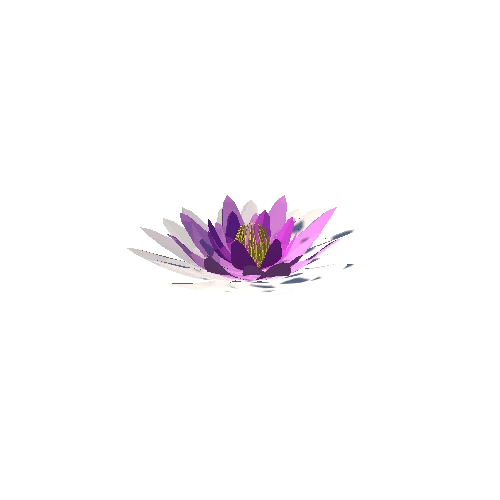 PP_Water_Lily_02