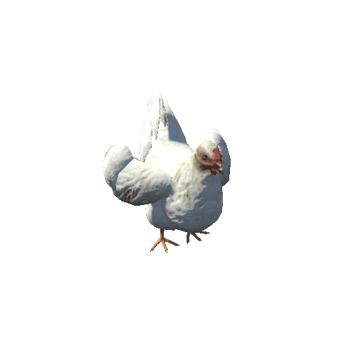 Chicken