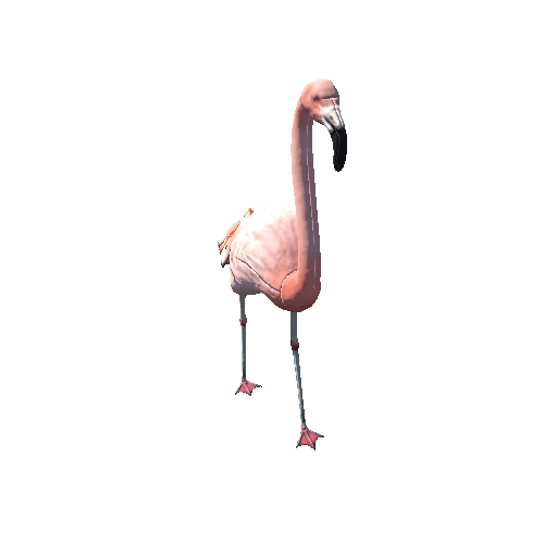 Flamingo