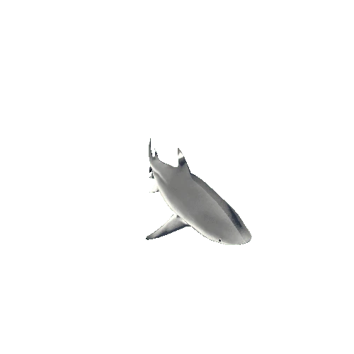 Shark