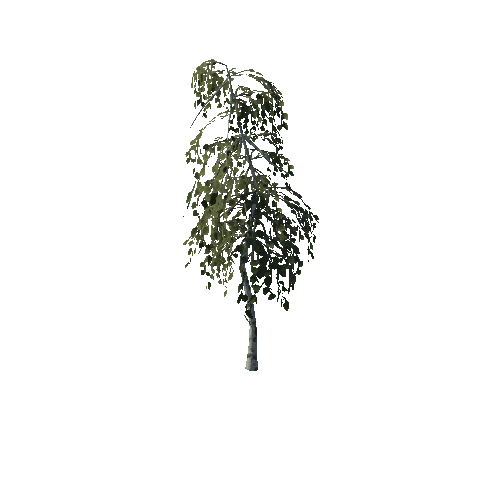 Birch_bush3_prefab