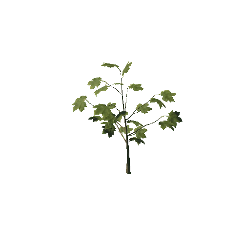 Maple_bush1_prefab