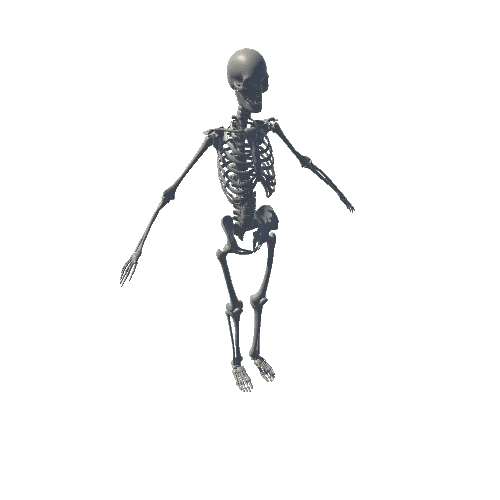 Skeleton