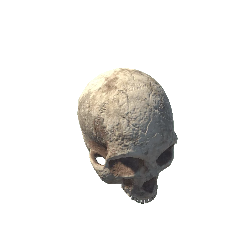 Skull