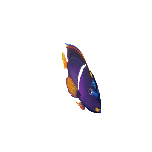 Angelfish_03