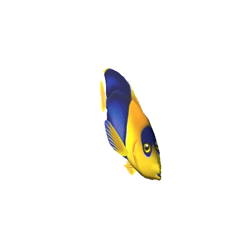 Angelfish_04